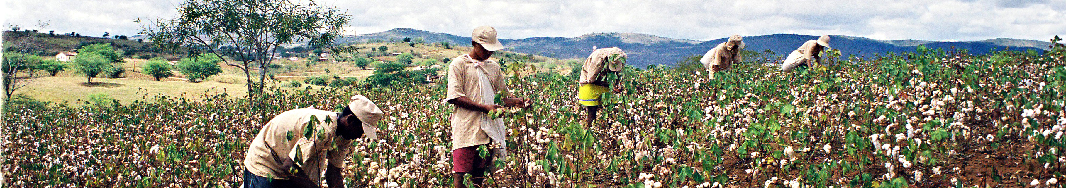 labourers in brazil