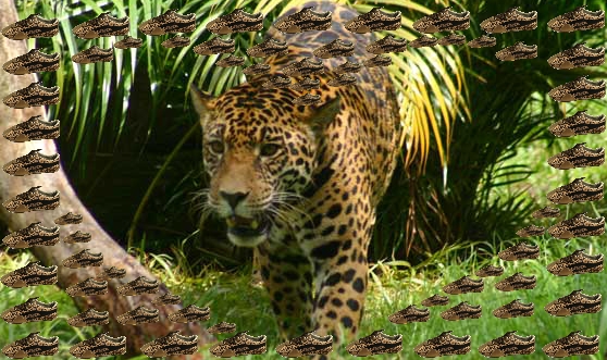 plv amor da natureza